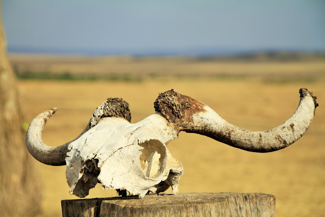 Photo Animal skull